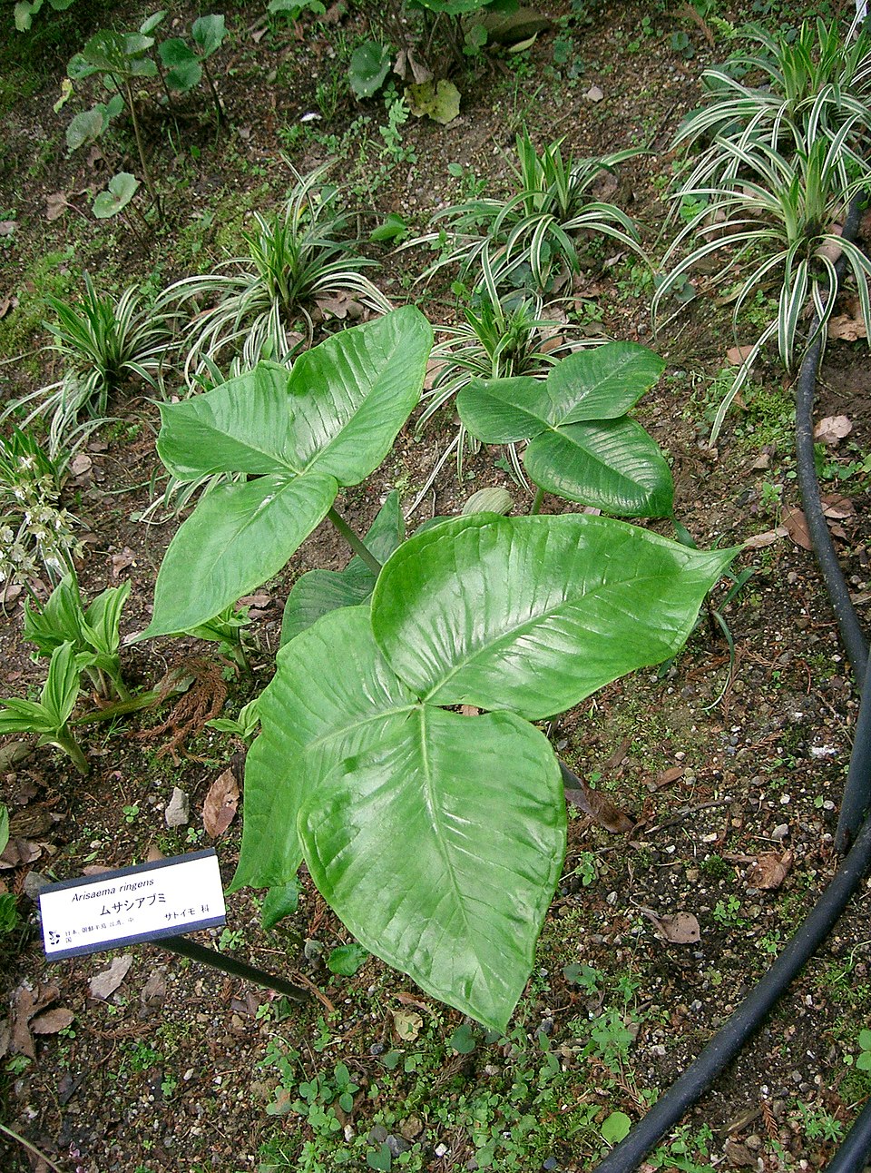 Arisaema ringens (Japanese Cobra Plant)