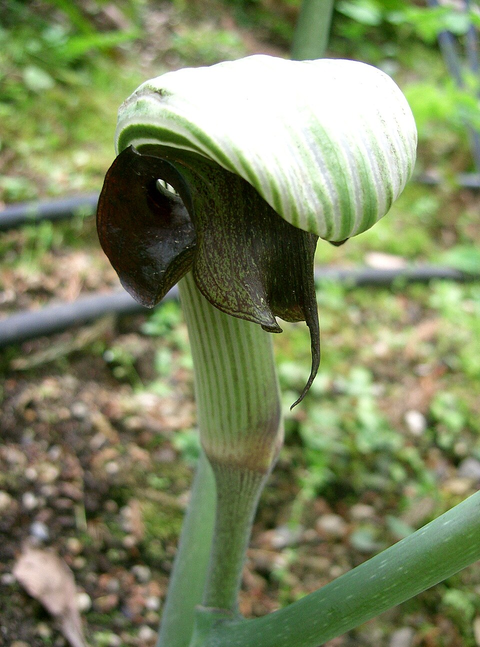 Arisaema ringens (Japanese Cobra Plant)