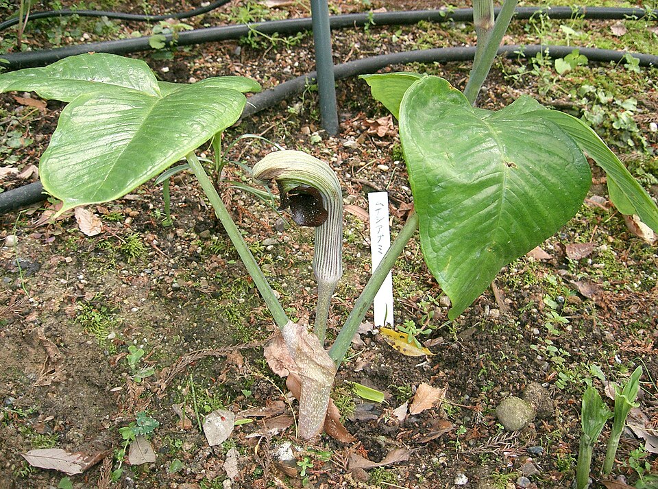 Arisaema ringens (Japanese Cobra Plant)