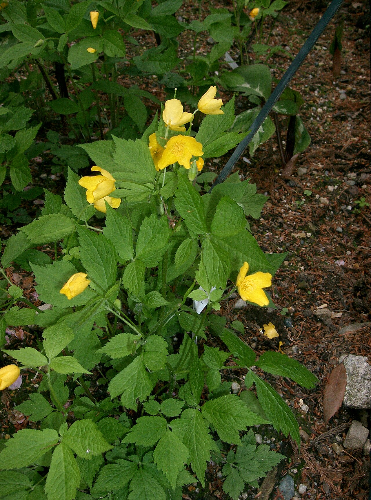 Hylomecon japonica, Japanese wood poppy — spreading deciduous (Papaveraceae) (image 1 of 10)