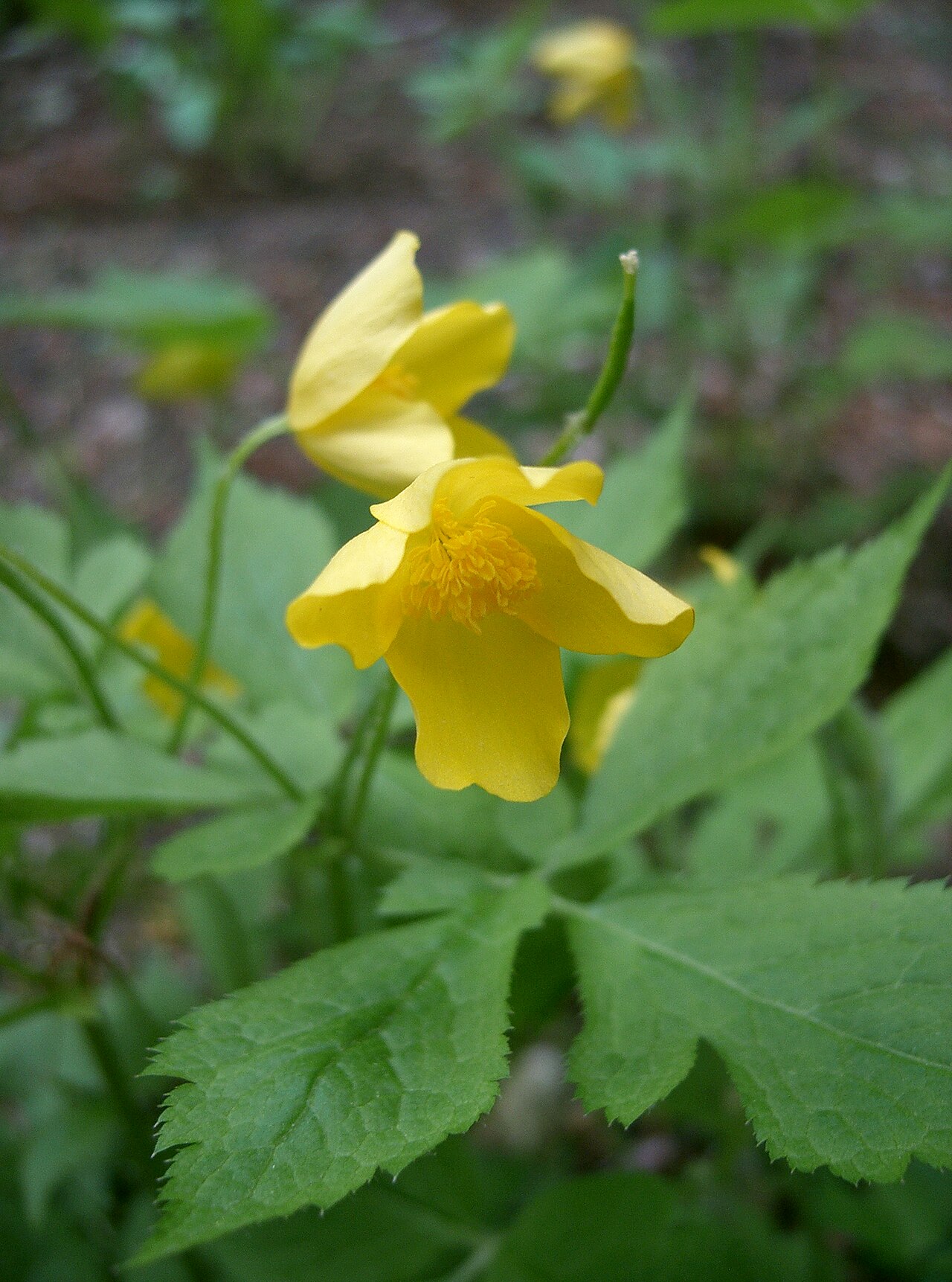 Hylomecon japonica, Japanese wood poppy — spreading deciduous (Papaveraceae) (image 2 of 10)