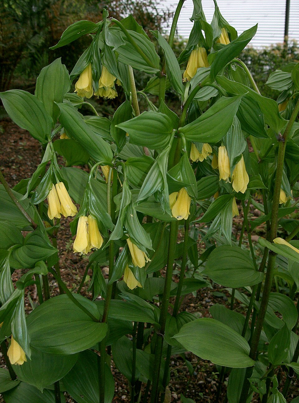 Disporum uniflorum (Yellow Fairybells)