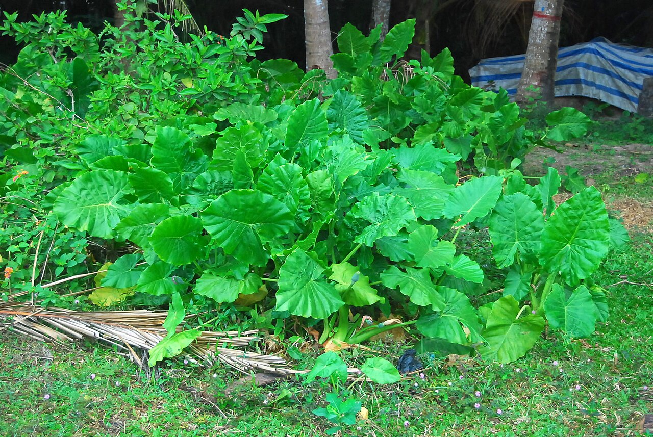 Alocasia macrorrhizos, Giant taro — upright evergreen (Araceae) (image 7 of 8)