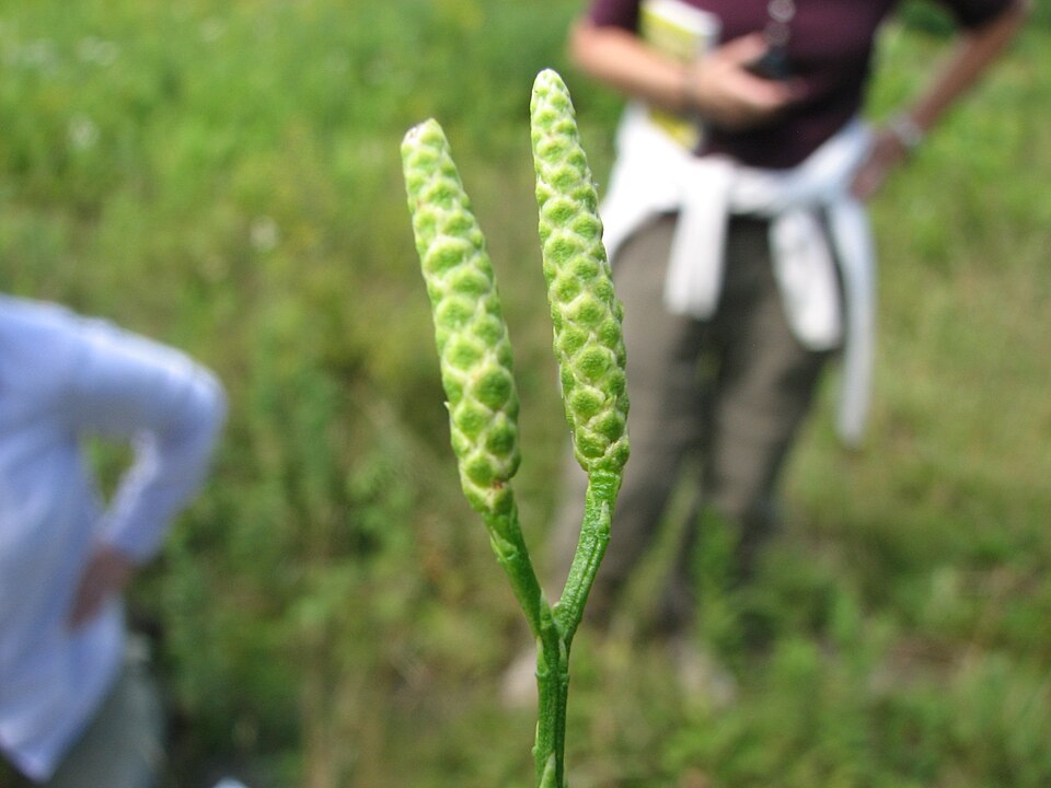 Diphasiastrum (Ground cedars) (alternate view 3)