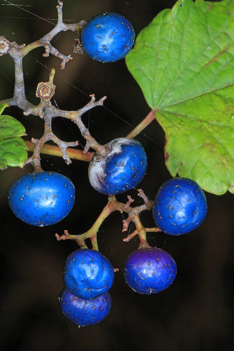 Ampelopsis (porcelainberry) (alternate view 2)