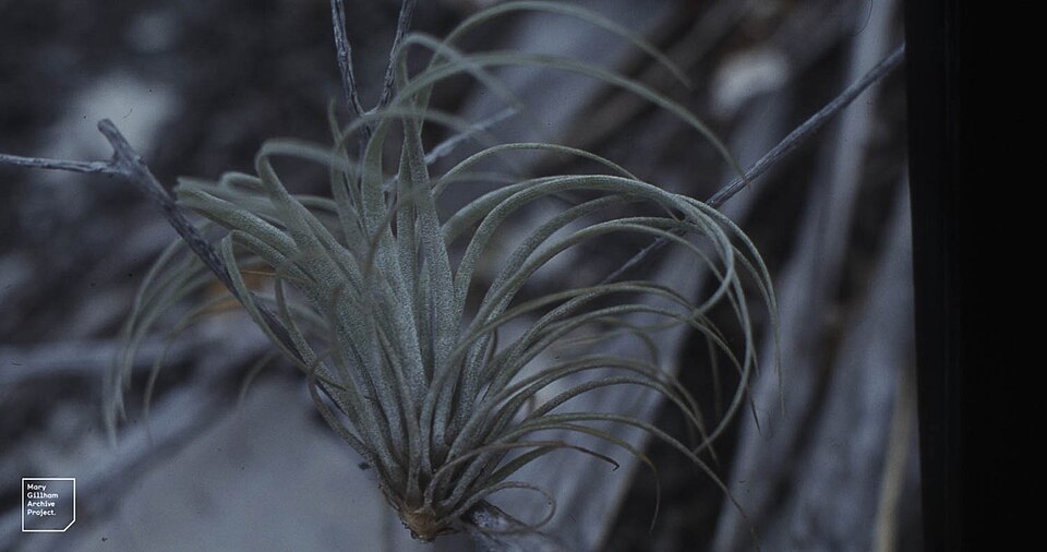 Tillandsia utriculata (giant airplant) (alternate view 8)