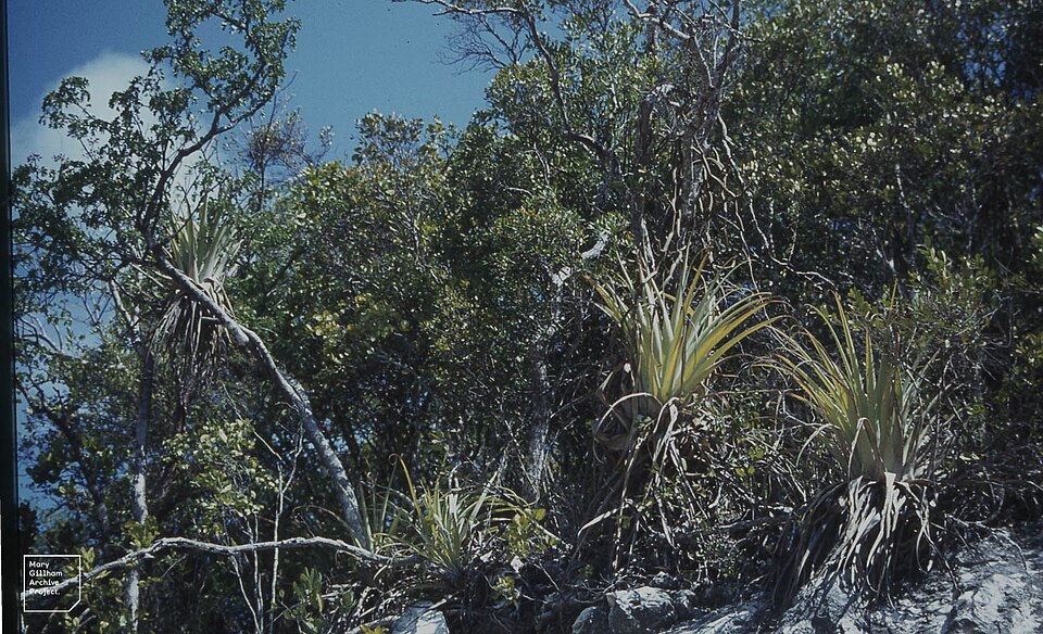 Tillandsia utriculata (giant airplant) (alternate view 9)