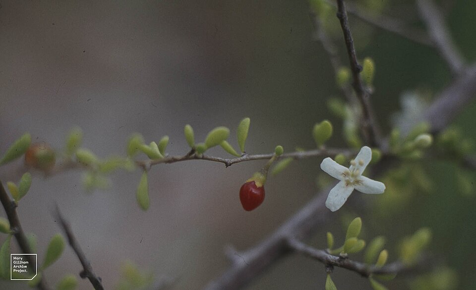 Lycium (boxthorns) (alternate view 3)