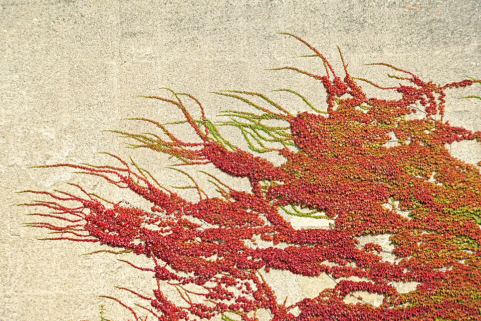 Parthenocissus tricuspidata (Boston ivy) (alternate view 8)