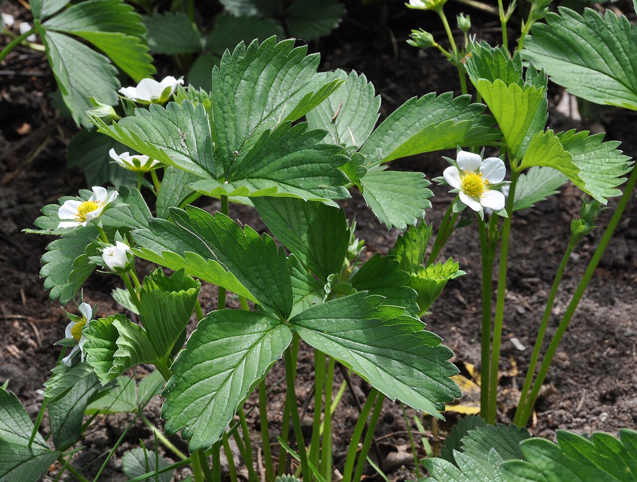 Fragaria ananassa, Garden strawberry — spreading semi-evergreen (Rosaceae) (image 3 of 9)