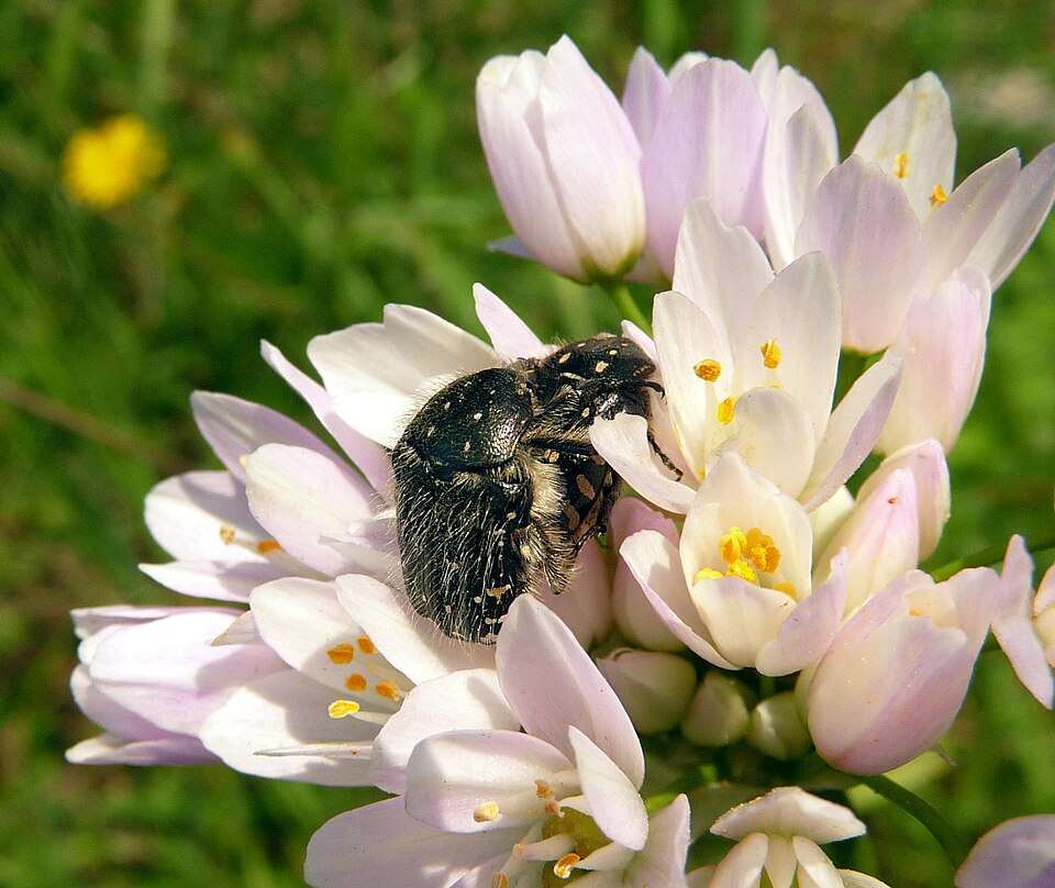 Allium roseum (rosy garlic)