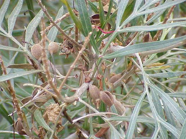 Grevillea banksii (Scarlet Grevillea) (alternate view 2)