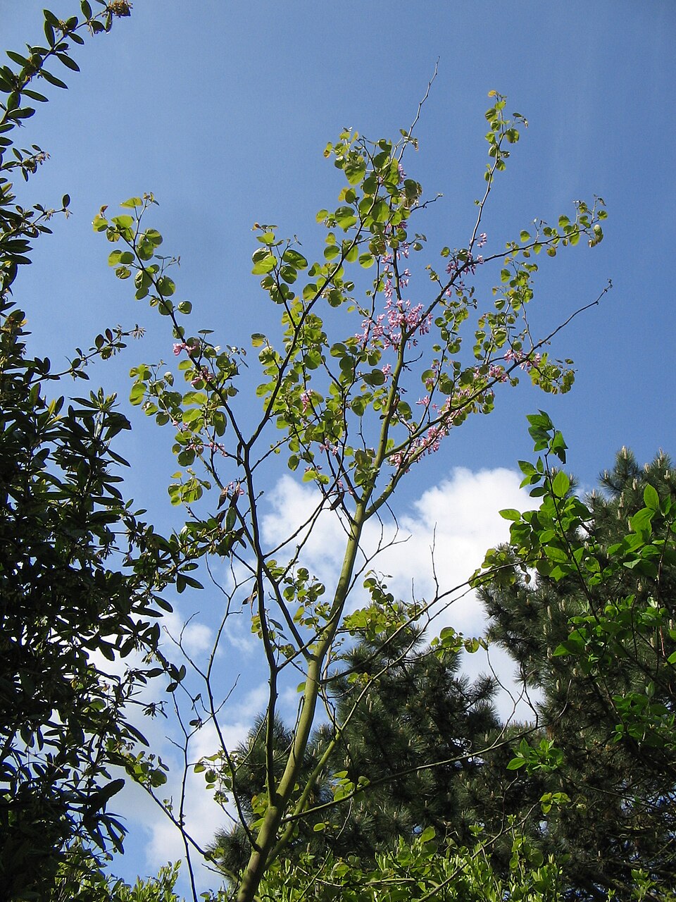 Cercis siliquastrum (Judas-tree)