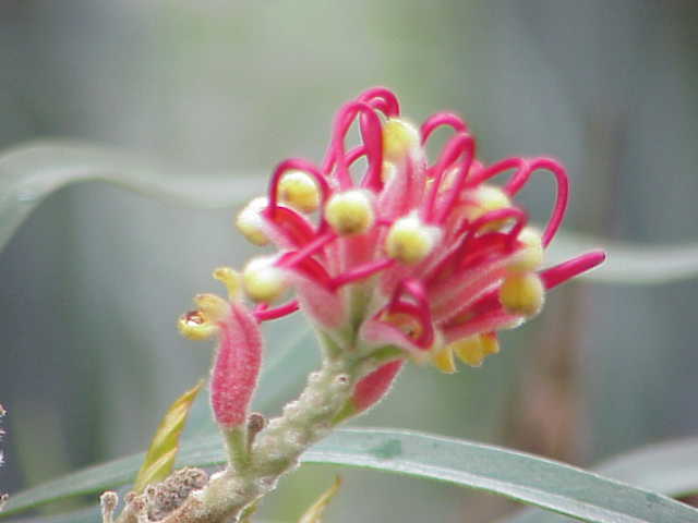 Grevillea banksii (Scarlet Grevillea) (alternate view 3)