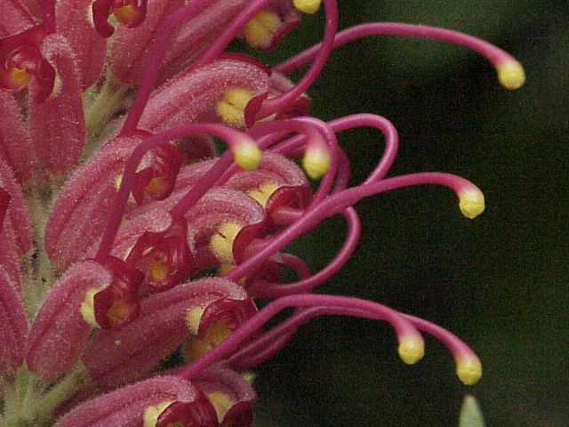 Grevillea banksii (Scarlet Grevillea) (alternate view 5)