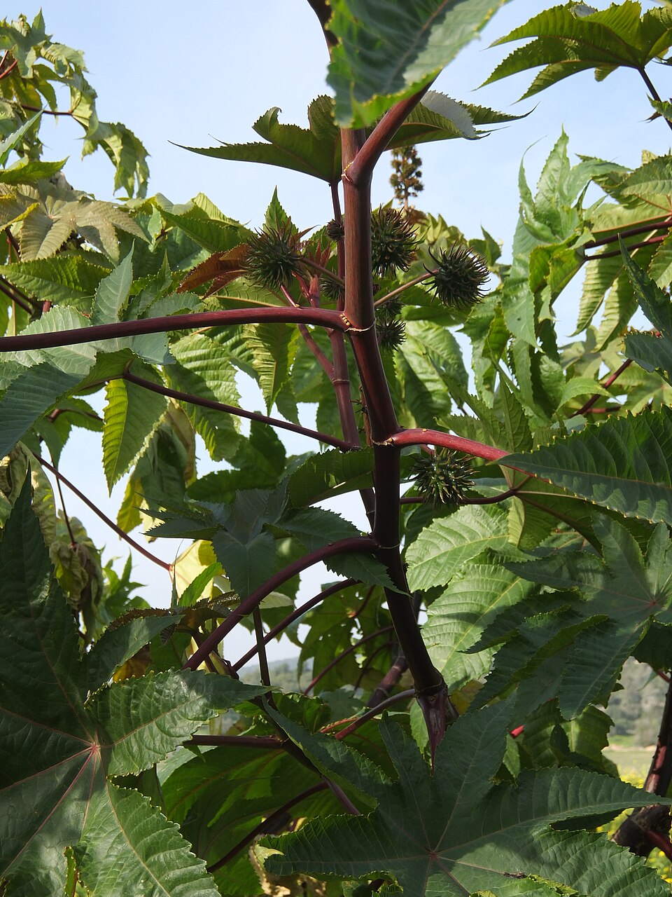 Ricinus communis (castor bean)