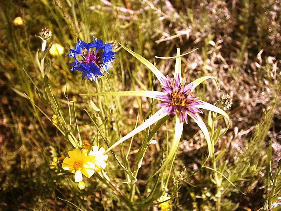 Tragopogon (Salsifies) (alternate view 8)