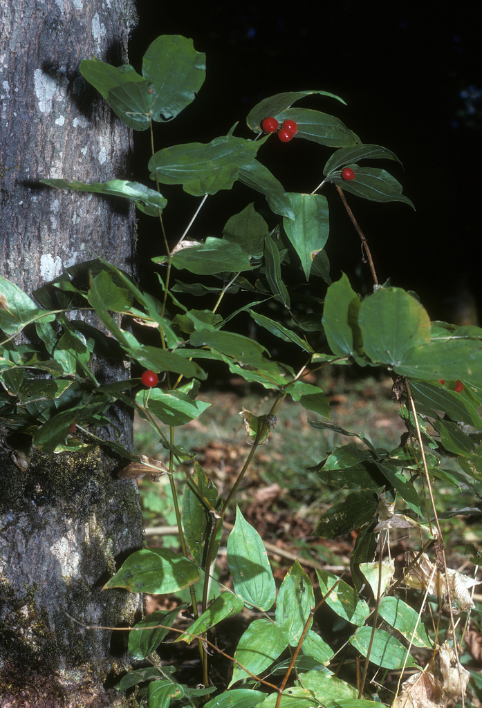 Prosartes hookeri (Hooker's Fairy Bells) (alternate view 6)