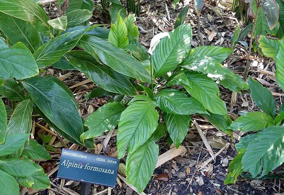 Spathiphyllum (peace lillies) (alternate view 7)