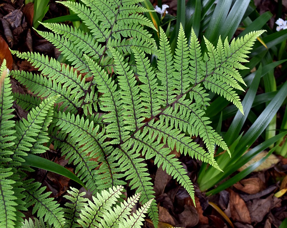 Athyrium otophorum (Eared Lady Fern) (alternate view 9)