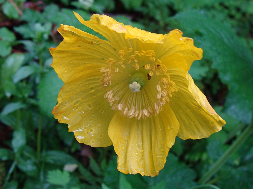Papaver cambricum (welsh poppy) (alternate view 7)