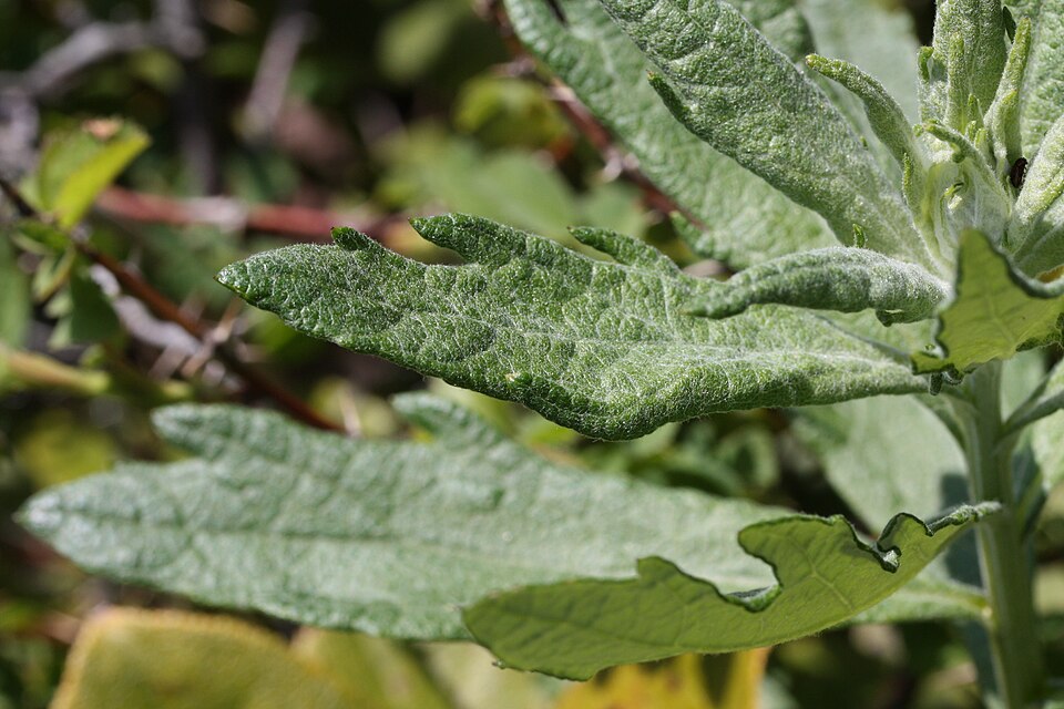 Artemisia suksdorfii (Coastal Mugwort) (alternate view 9)