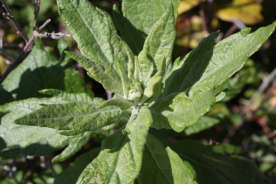 Artemisia suksdorfii (Coastal Mugwort) (alternate view 10)