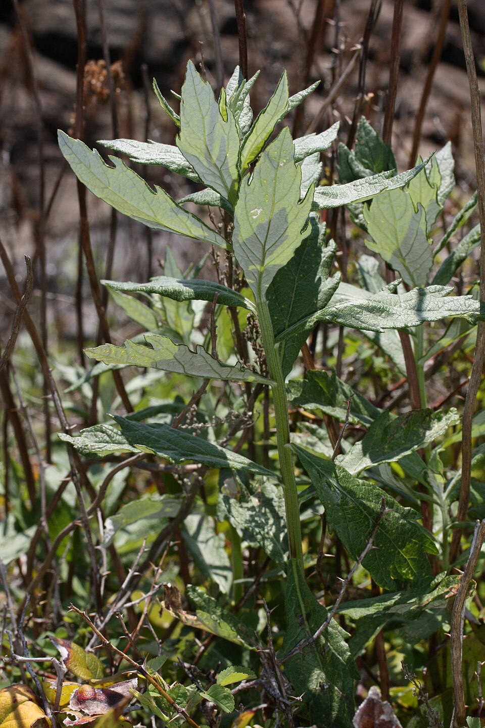 Artemisia suksdorfii (Coastal Mugwort) (alternate view 12)