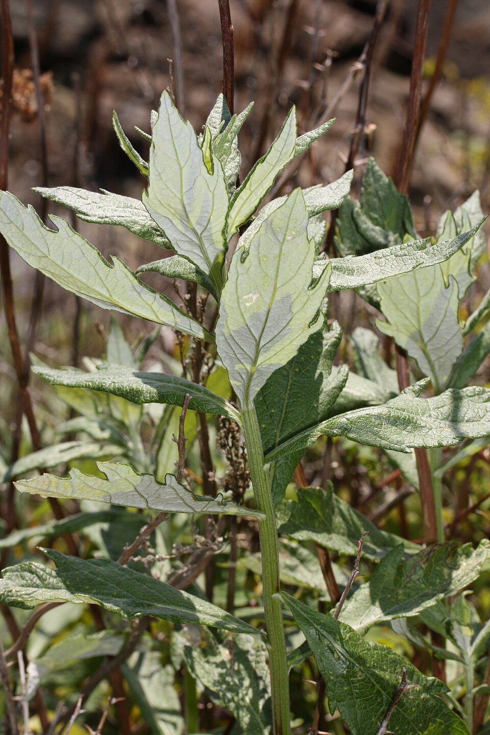 Artemisia suksdorfii (Coastal Mugwort) (alternate view 13)