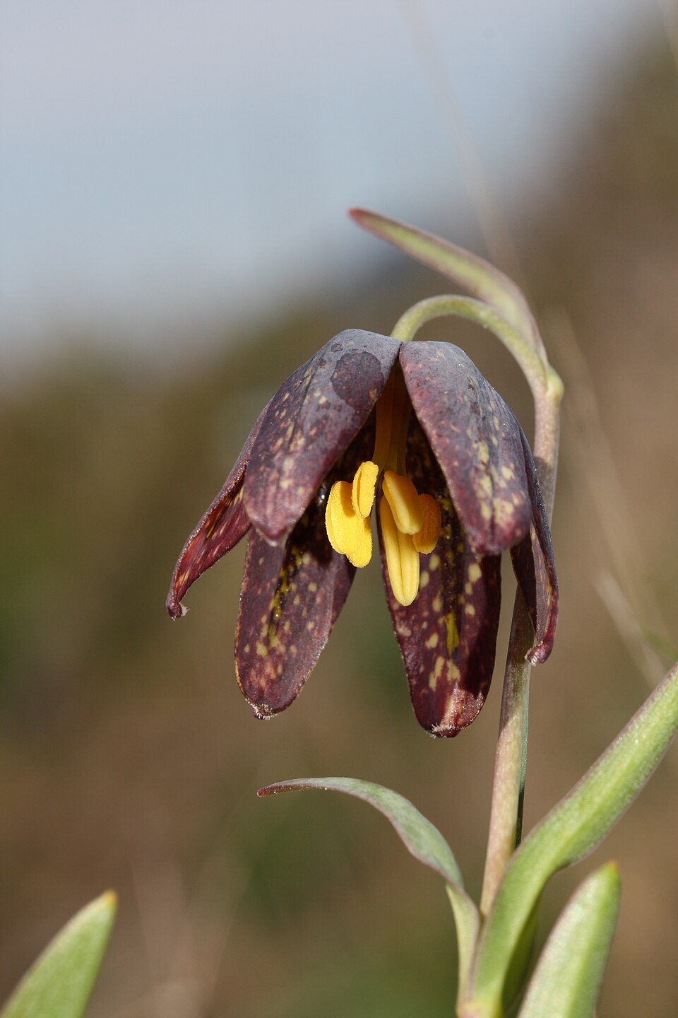 Fritillaria affinis (Chocolate Lily) (alternate view 10)