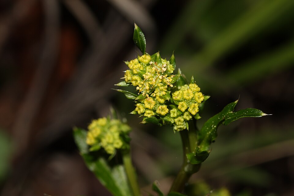 Sanicula crassicaulis (Pacific Sanicle)