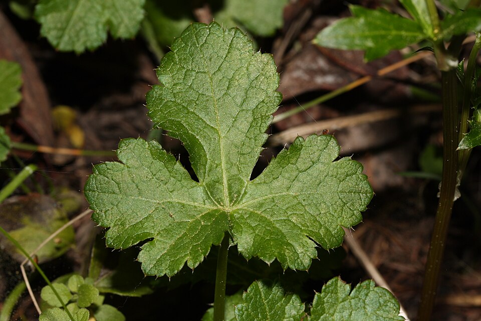 Sanicula crassicaulis (Pacific Sanicle)