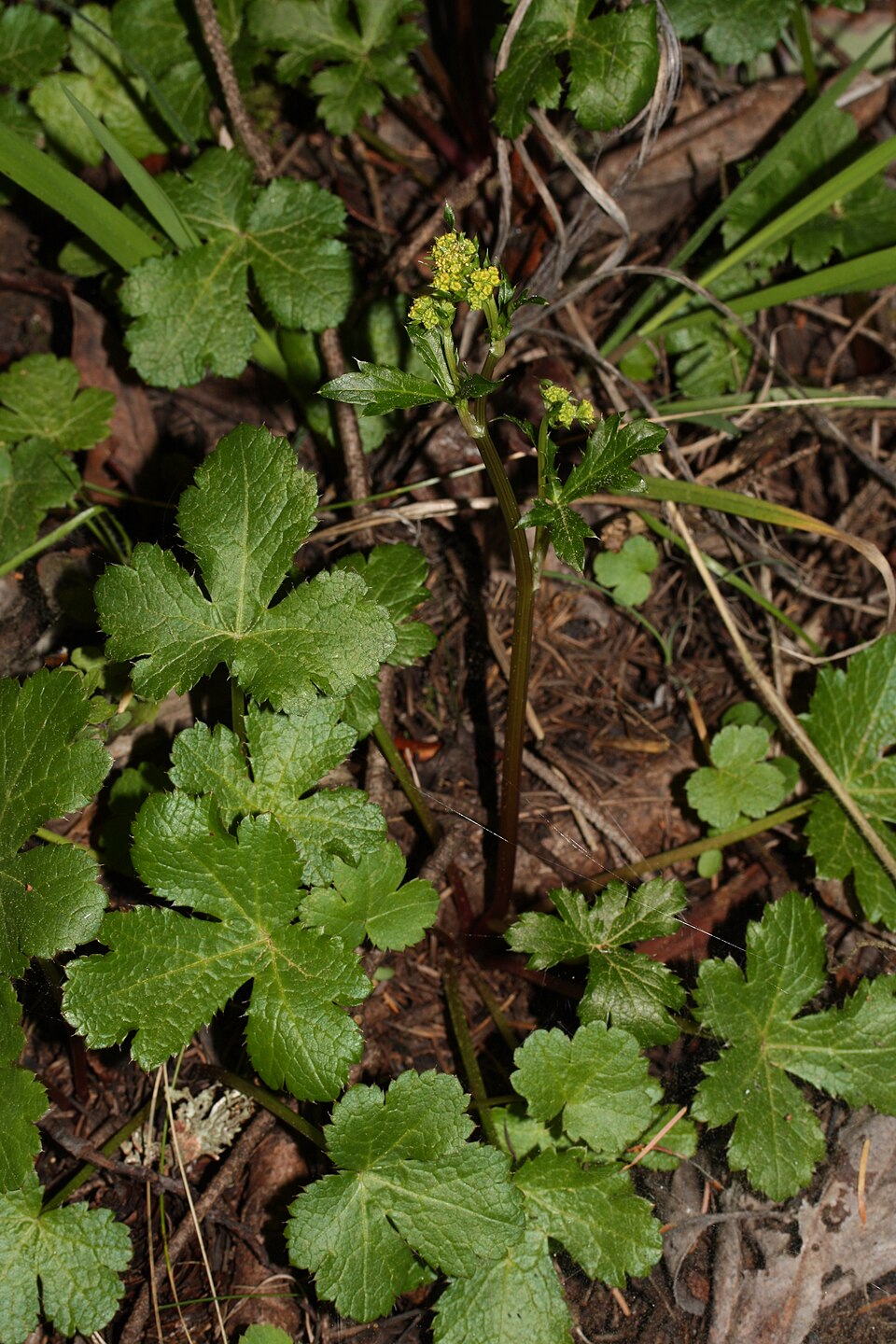 Sanicula crassicaulis (Pacific Sanicle)