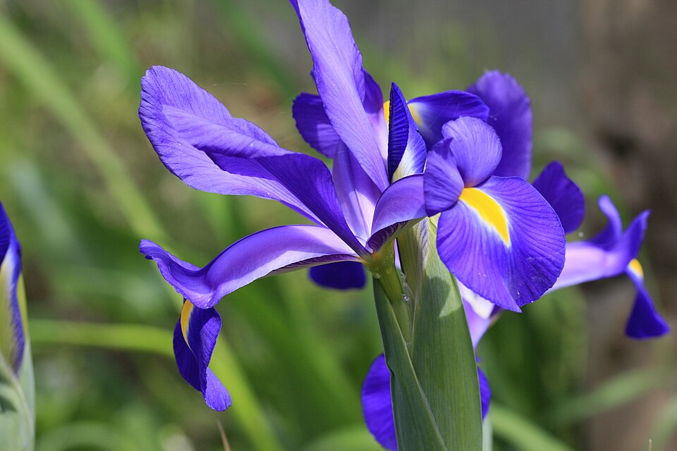 Iris × hollandica (Dutch iris) (alternate view 4)
