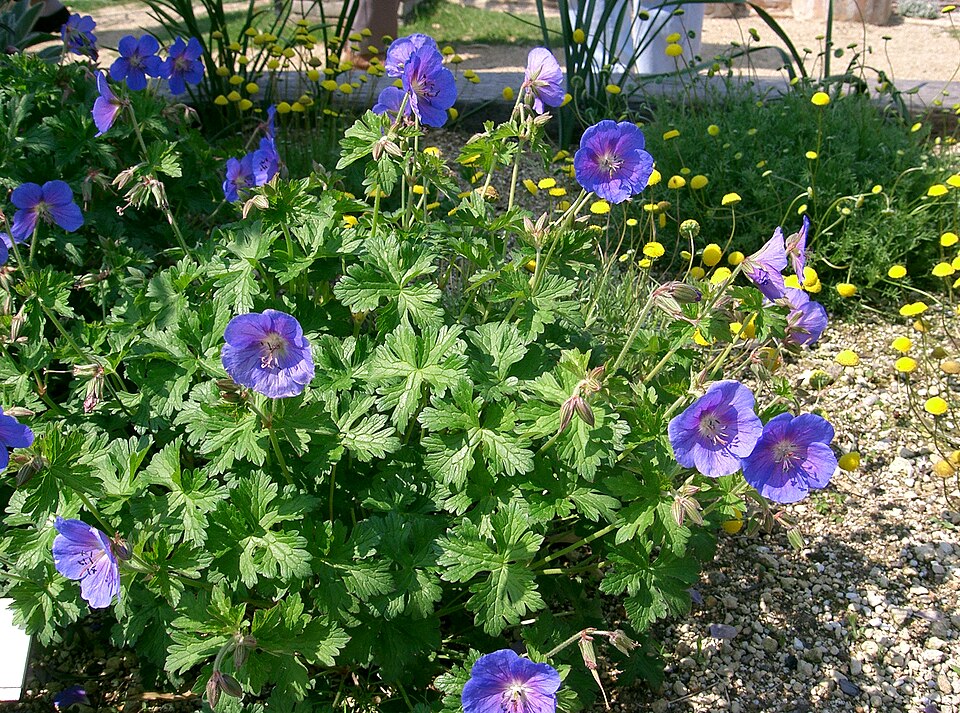 Geranium 'Johnson's Blue' (Johnson's Blue Geranium) (alternate view 5)