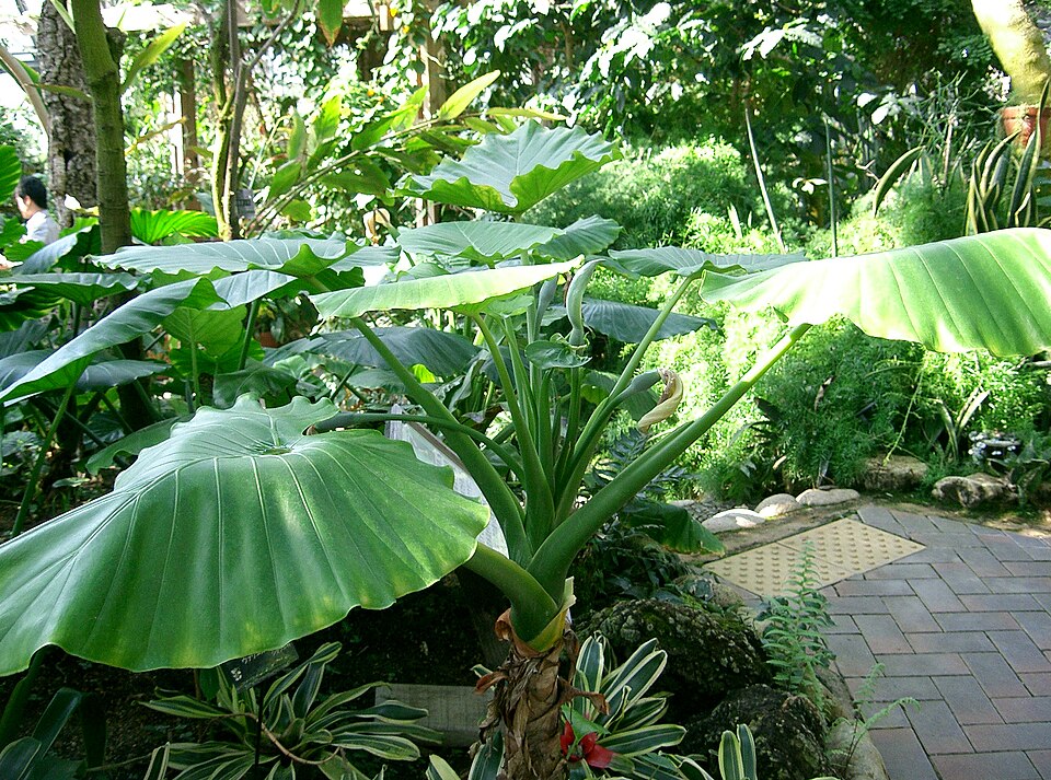 Alocasia odora (Upright Elephant Ear) (alternate view 4)