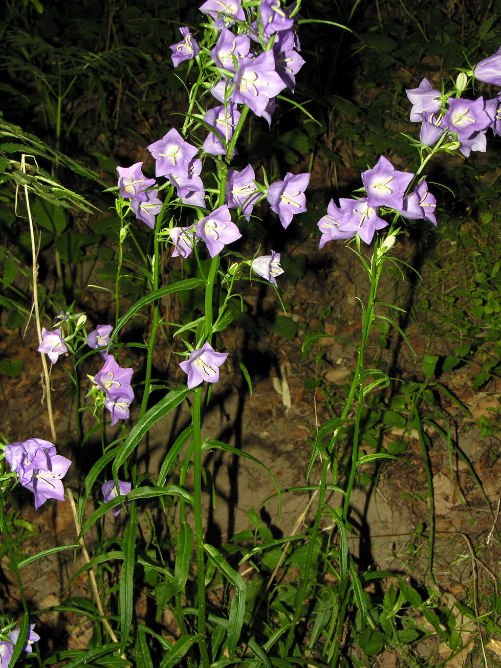 Campanula persicifolia, Peach-leaved bellflower — clumping semi-evergreen (Campanulaceae) (image 4 of 9)