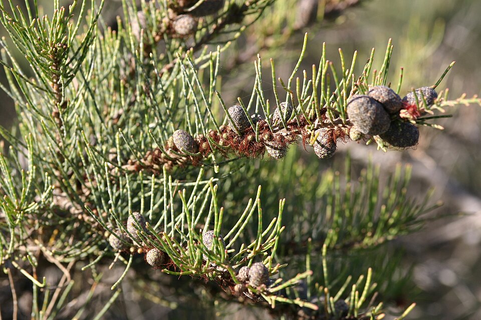 Allocasuarina humilis (dwarf sheoak) (alternate view 6)