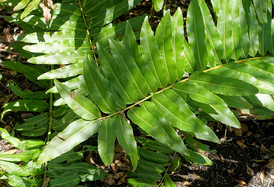 Acrostichum danaeifolium (Giant leather fern) (alternate view 10)