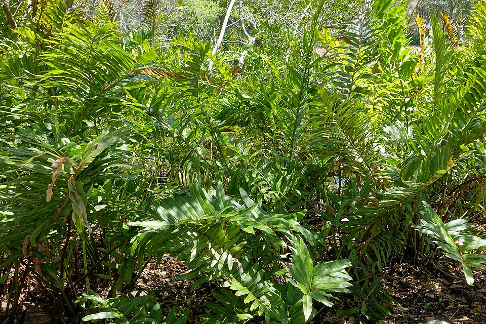 Acrostichum danaeifolium (Giant leather fern) (alternate view 11)