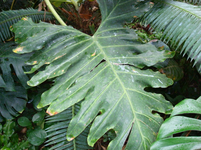 Thaumatophyllum bipinnatifidum (Split-Leaf Philodendron) (alternate view 3)