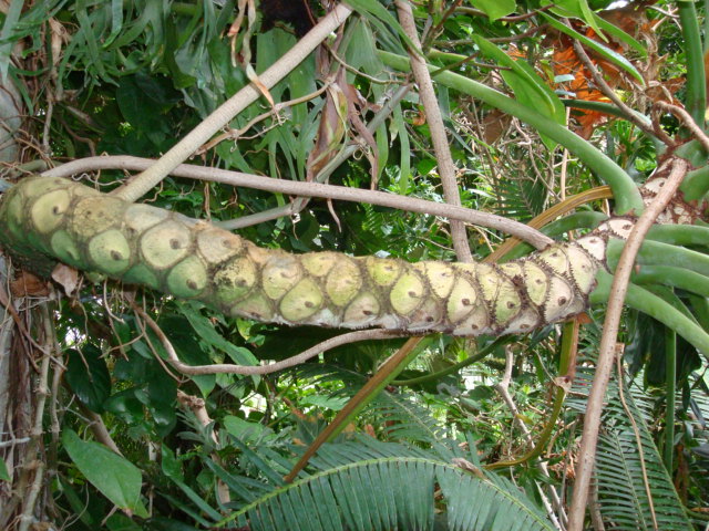 Thaumatophyllum bipinnatifidum (Split-Leaf Philodendron) (alternate view 4)