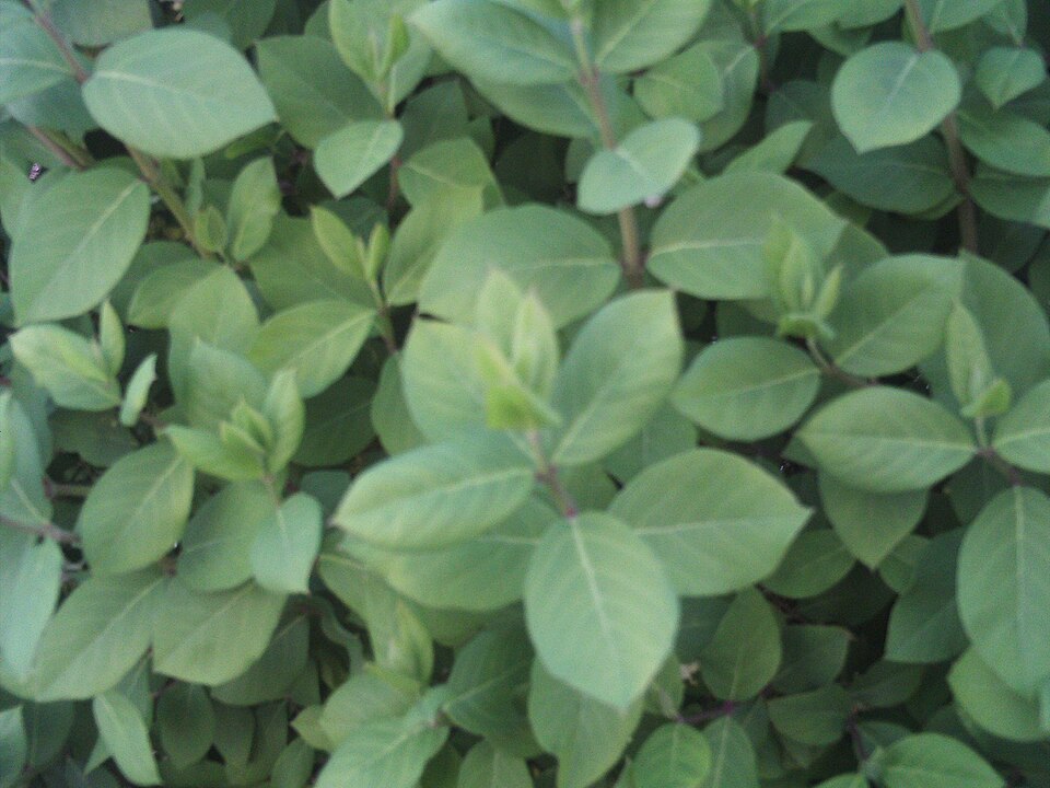 Lonicera × purpusii (Winter Beauty Honeysuckle) (alternate view 9)