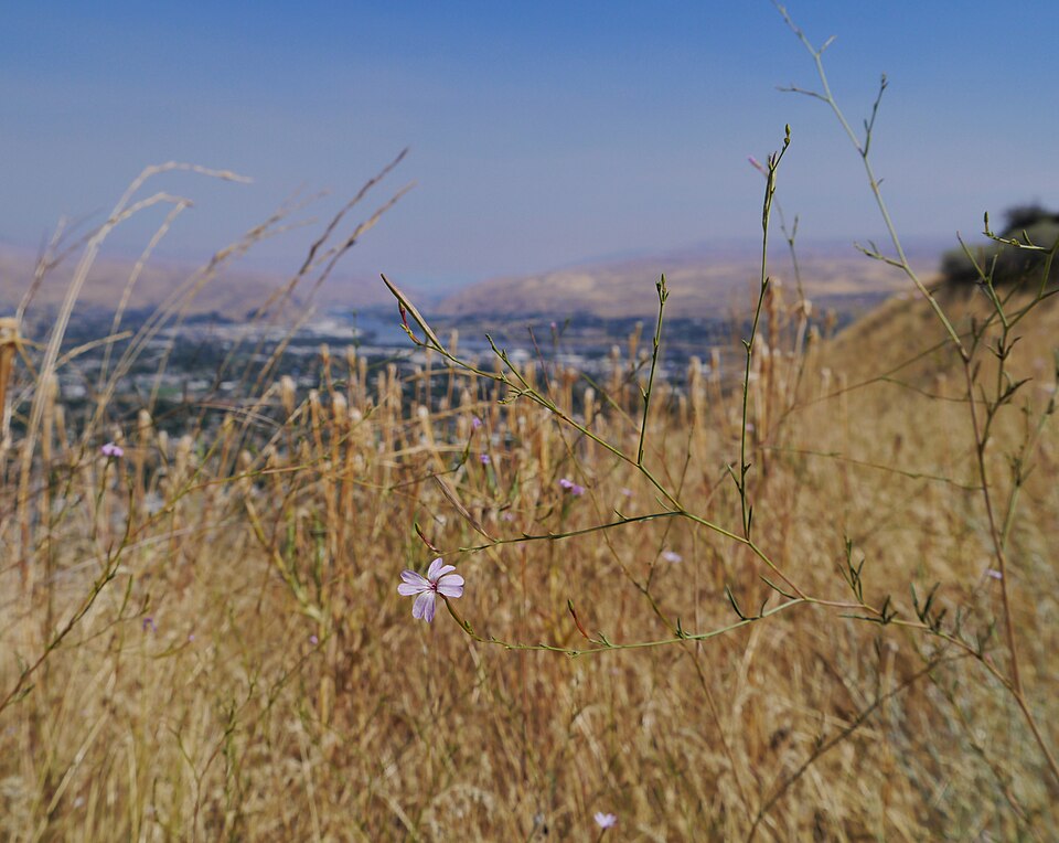 Epilobium brachycarpum (panicled willowherb) (alternate view 10)