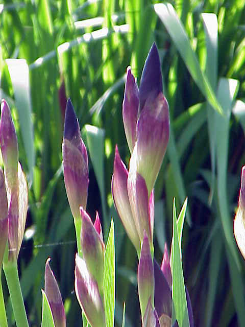 Iris florentina (Florentine iris) (alternate view 6)