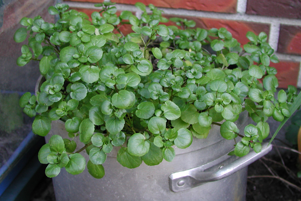 Nasturtium officinale (Watercress) (alternate view 6)