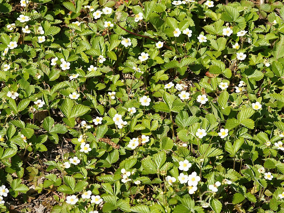 Fragaria vesca (Woodland Strawberry) (alternate view 12)