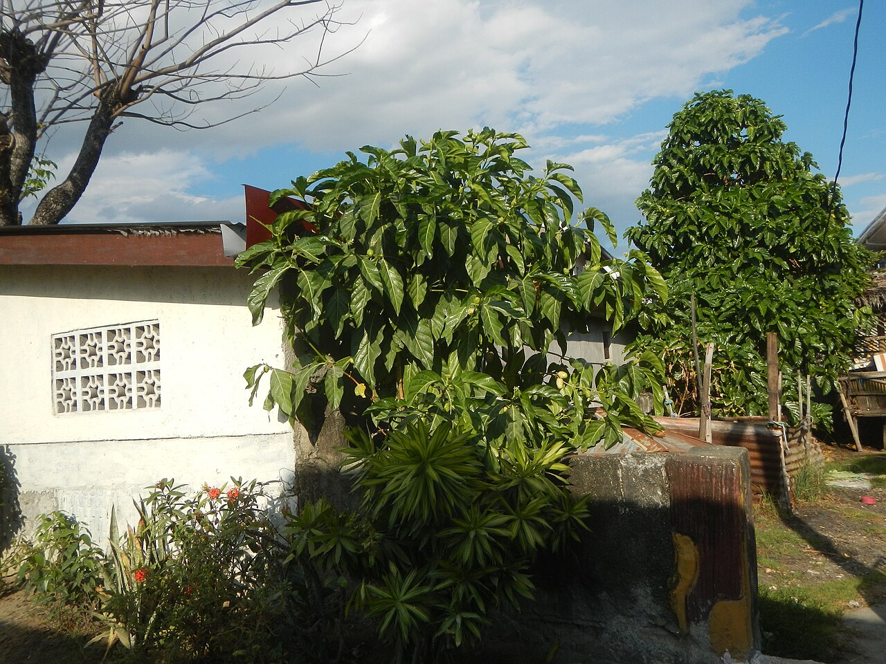 Morinda citrifolia, Noni — upright evergreen (Rubiaceae) (image 7 of 10)