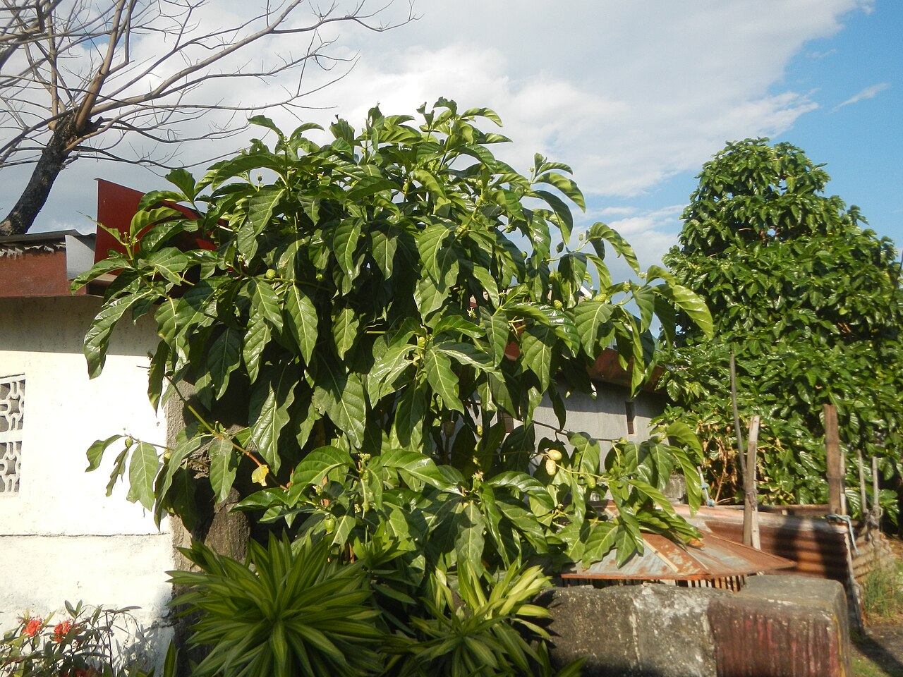 Morinda citrifolia, Noni — upright evergreen (Rubiaceae) (image 8 of 10)