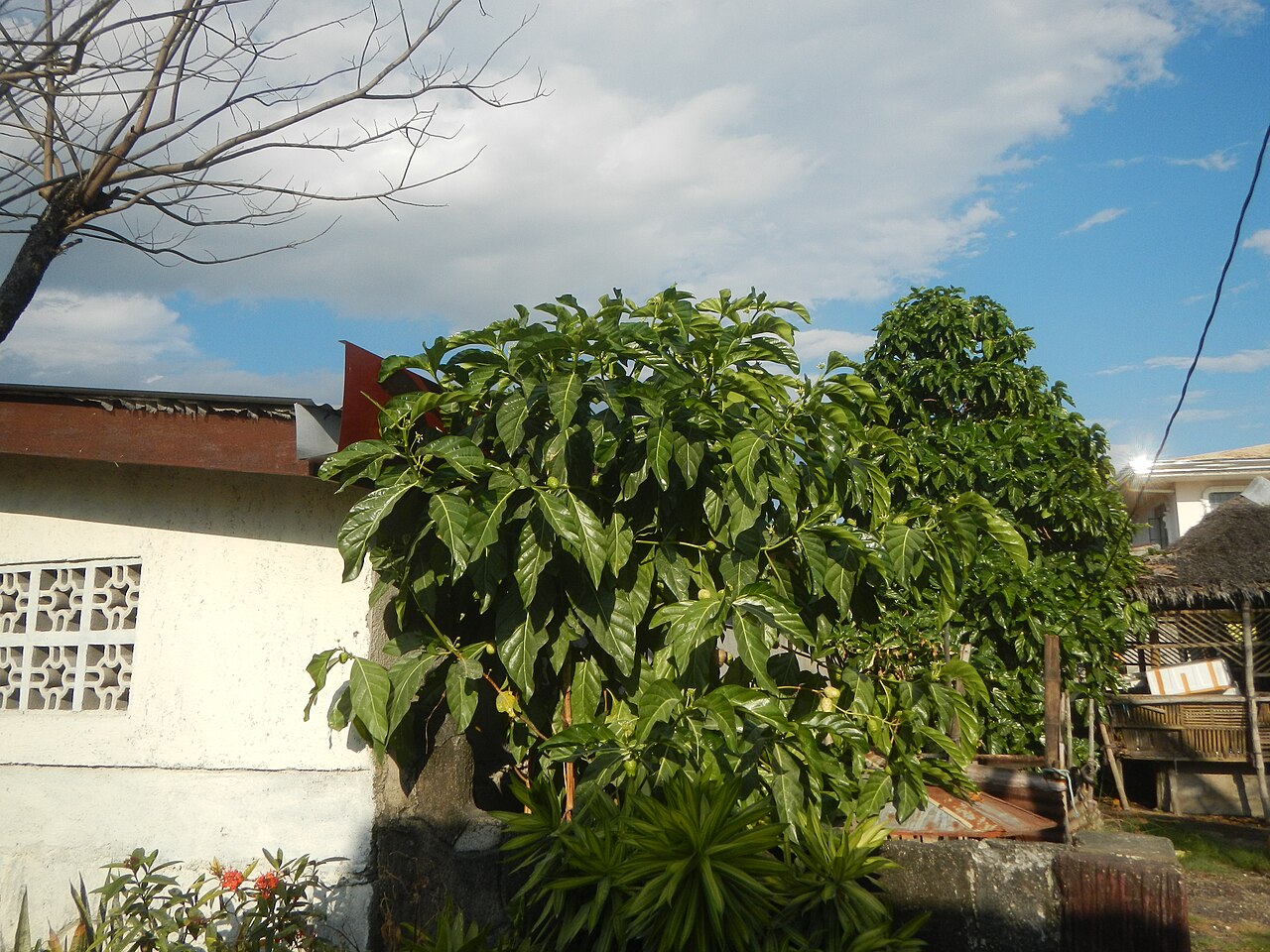 Morinda citrifolia, Noni — upright evergreen (Rubiaceae) (image 9 of 10)